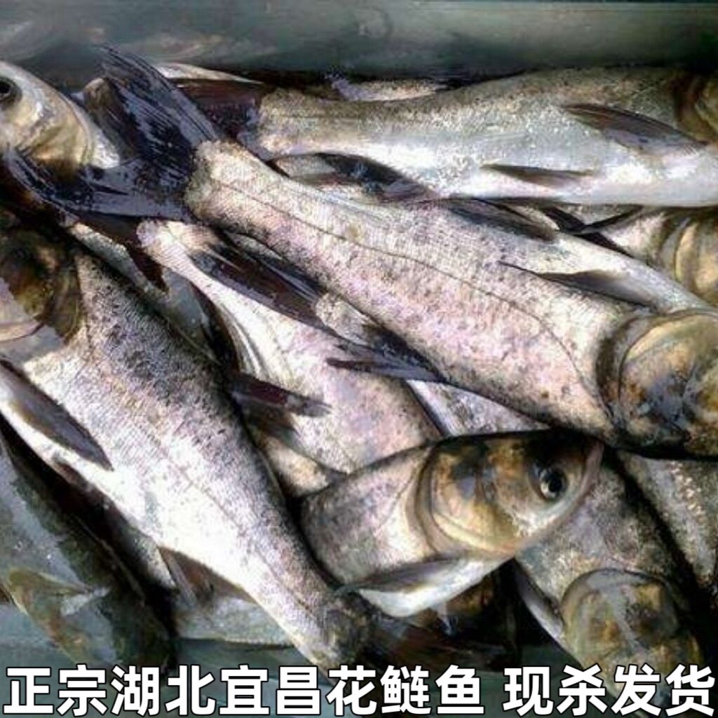 湖北宜昌大鱼头新鲜胖头鱼花鲢鱼头鳙鱼鱼头足斤足两现杀发货包邮