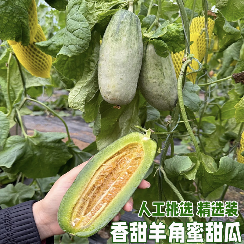 新鲜羊角蜜甜瓜水果新鲜香瓜小蜜瓜应季水果羊角脆蜜瓜整箱