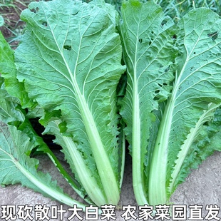 湖北农家蔬菜新鲜青麻叶散叶大白菜毛白菜散叶白菜不包心青菜叶菜
