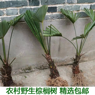 棕树苗棕榈树苗棕榈树扇子树葵蒲扇棕榈大树别墅绿植棕竹苗棕