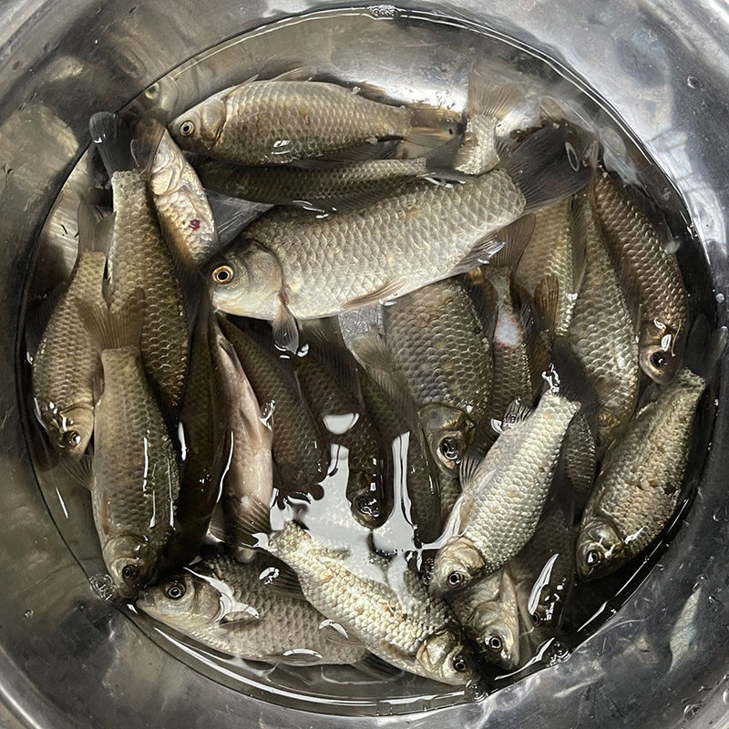 湖北宜昌小鲫鱼新鲜活的现杀淡水黄金色小鲫鱼足称鲜活现杀包邮