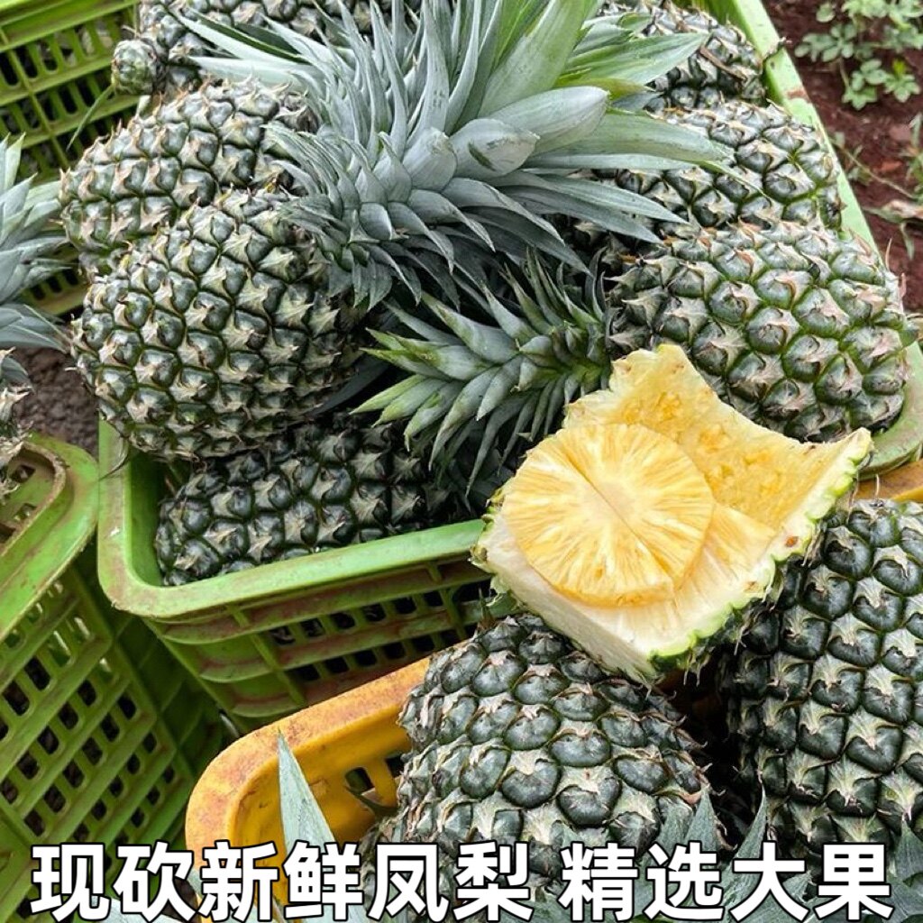 金钻凤梨新鲜水果树上熟青蜜凤梨香水菠萝特产大果手撕无眼整箱