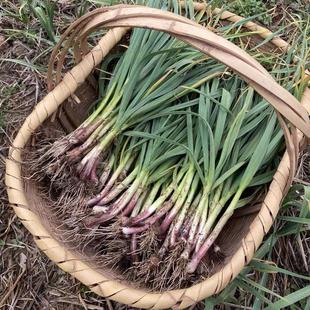 湖北农家自种红皮蒜苗红根香蒜苗青蒜土蒜苗香蒜苗农家蔬菜包邮