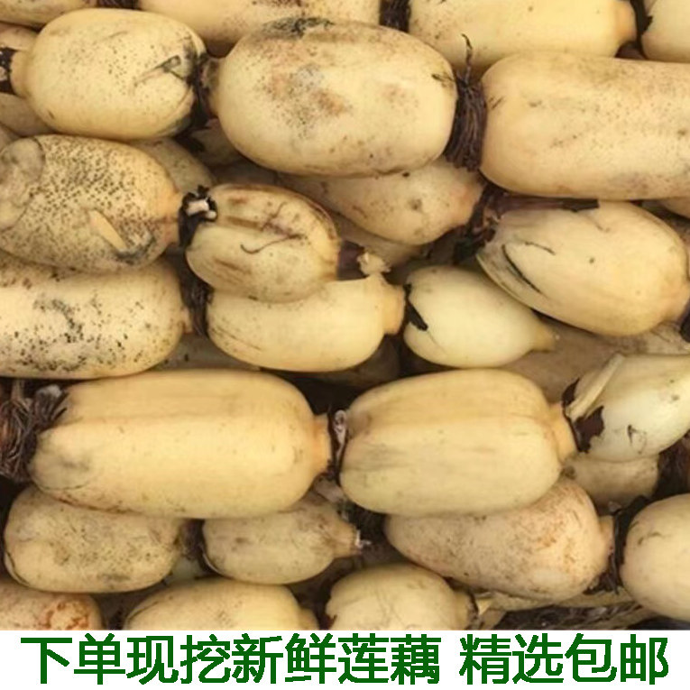 新鲜煲汤脆湖北正宗洪湖莲藕新鲜粉藕炖汤煲汤现挖粉糯湖藕蔬菜