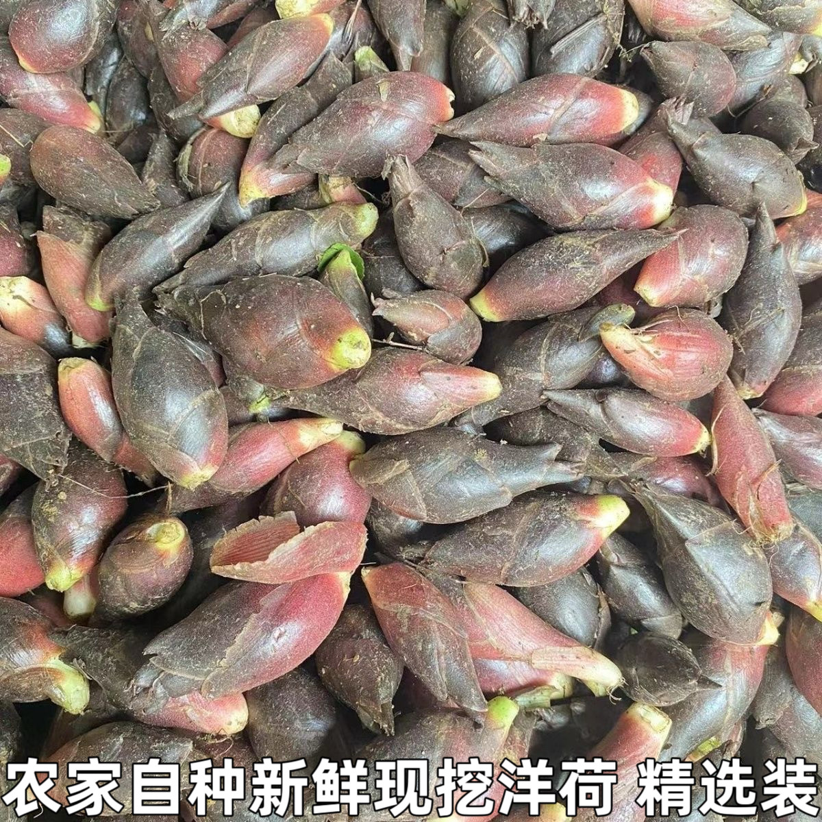 现摘湖北特产生洋荷姜阳荷姜新鲜当季蔬菜野菜阳荷新鲜洋河农家菜
