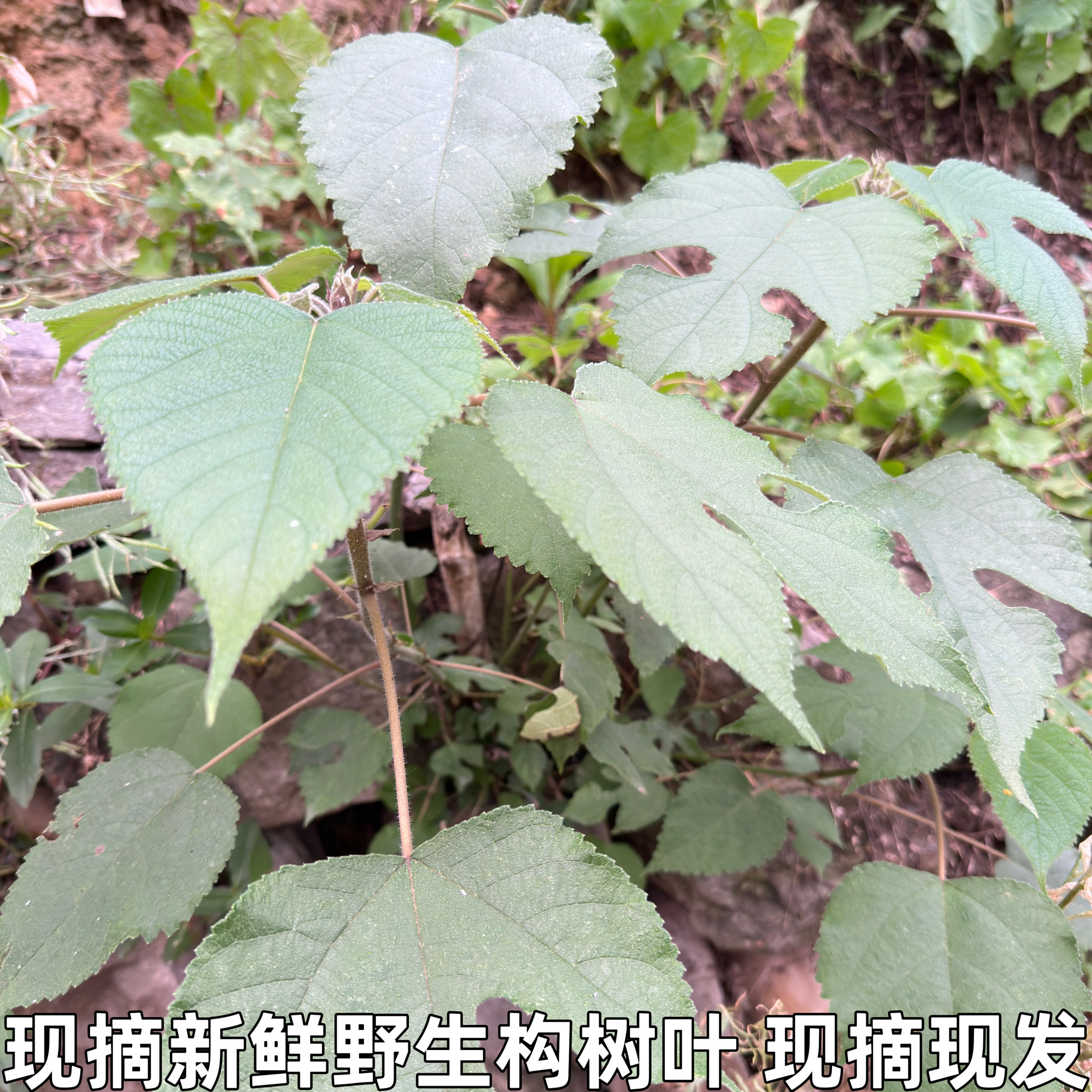楮桃叶新鲜构树叶中药材野生整片新货褚桃叶干楮树叶谷树叶桃叶