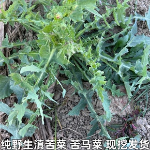 苦荬菜 苦荬 现摘现发 续断菊苦马菜苦苣 野生新鲜花叶滇苦菜
