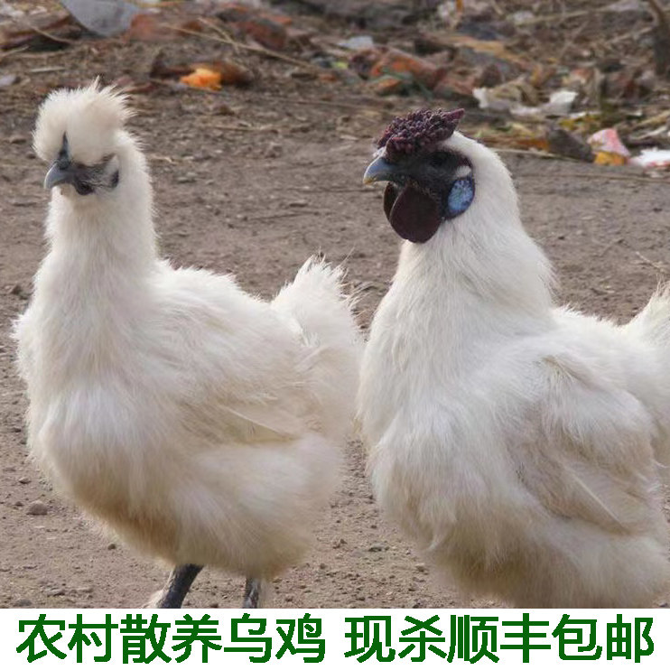 整只正宗土乌鸡 五黑母鸡 五黑鸡土鸡乌骨鸡乌鸡现杀包邮