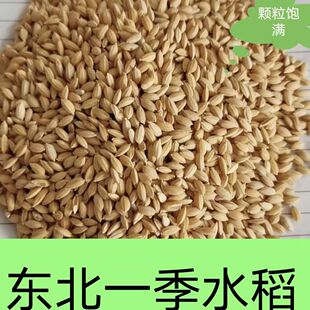 东北圆粒水稻谷干净无杂质鸡鸭鹅鸽子饲料可磨米酿酒包邮