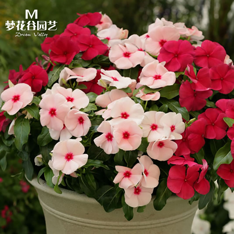 四季长春花种子伊凯迪四季