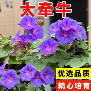 播种攀岩花卉种籽 大牵牛花种子爬藤大喇叭花种籽阳台庭院盆栽四季