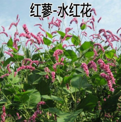水红花种子 蓼实子药材种子 四季播种 当季新籽 水荭草子红蓼种子