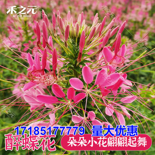 开花种籽子室外太阳花花籽庭院 醉蝶花种子虞美人格桑花种易活四季