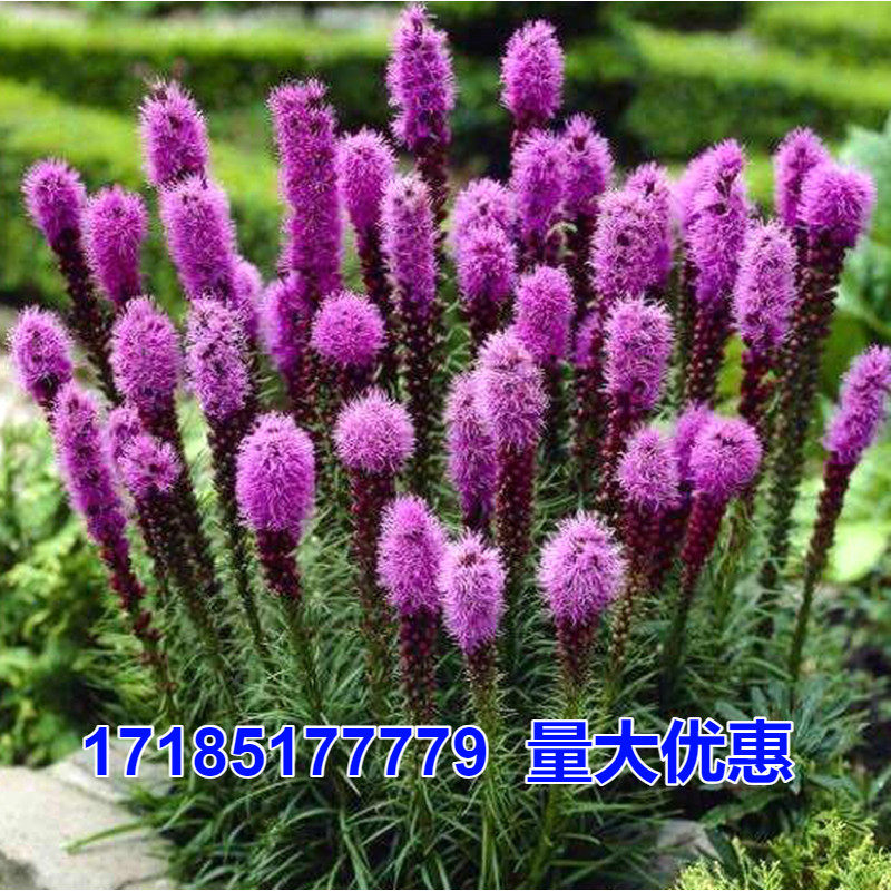 蛇鞭菊种子春秋播种观花种子多年生景观绿化花籽切花花卉草花种子