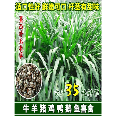 【墨西哥玉米草】牧种子南