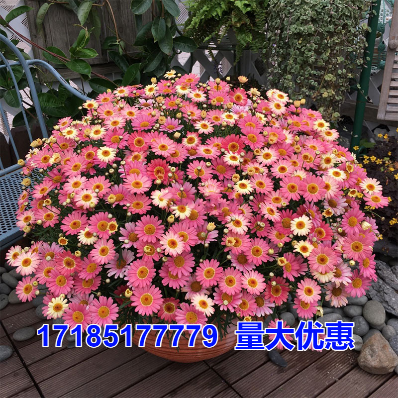 玛格丽特种子盆栽地栽好看