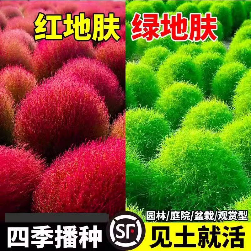 红色地肤种子种子扫帚绿草伊凯迪