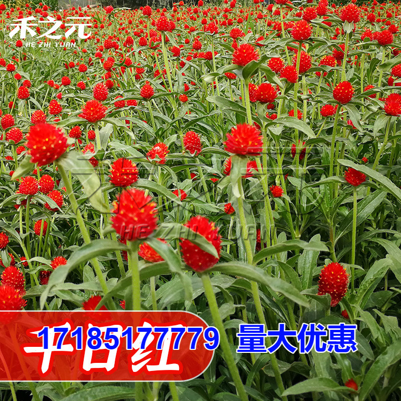 千日红种子室外四季开花伊凯迪