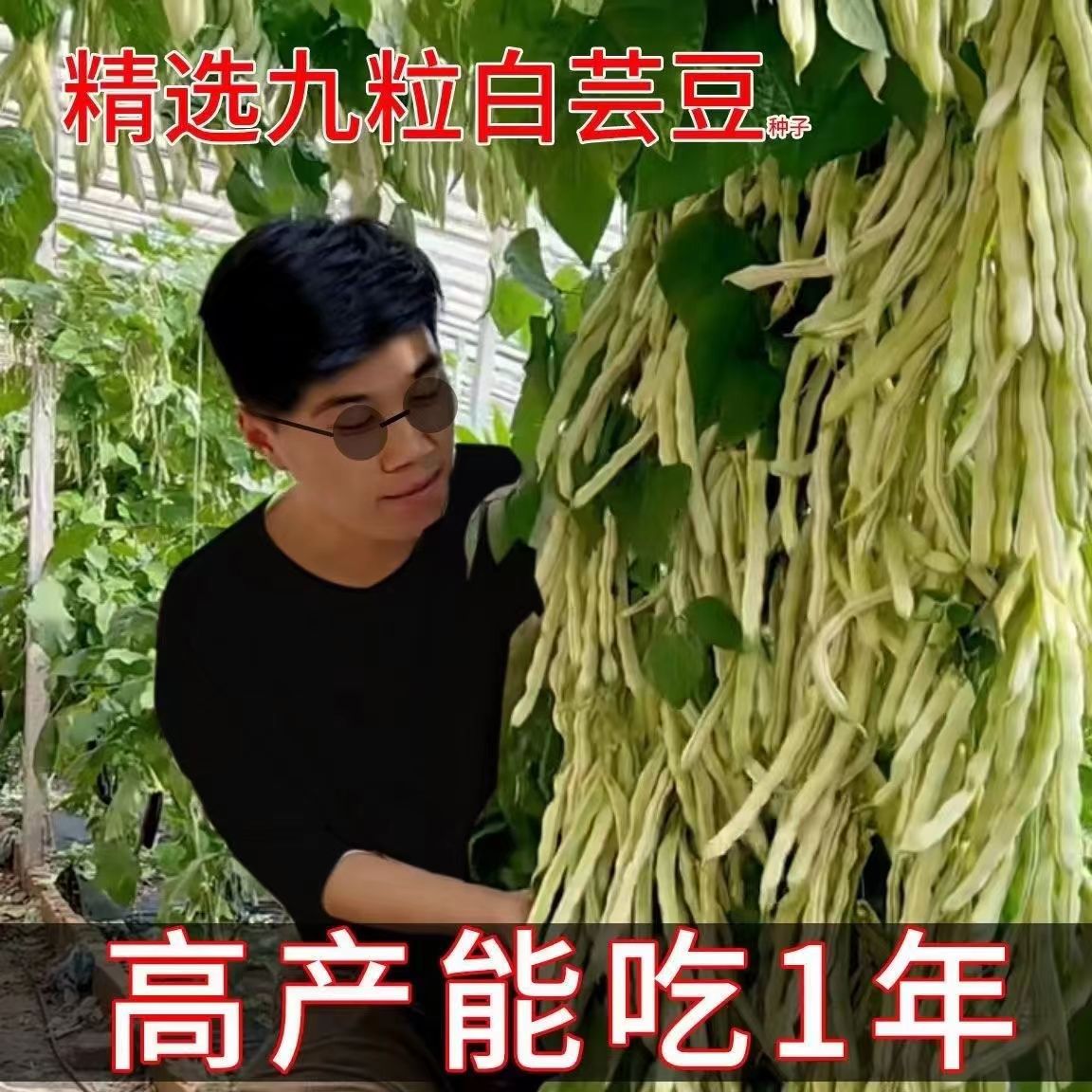 【摘不败】九粒白芸豆种子