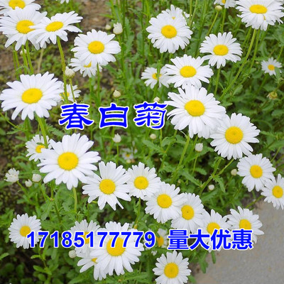 名贵菊花种子 杭白菊 洋甘菊花籽 春白菊种子 西洋菊 春黄菊种子