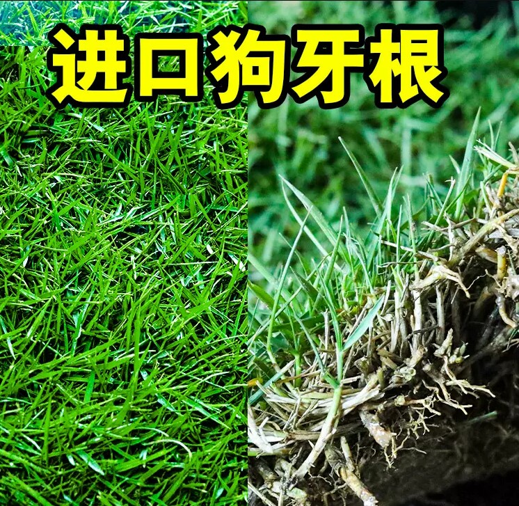 进口狗牙根草坪种子 巴根草种籽 四季常青护坡固土草籽耐旱耐践踏