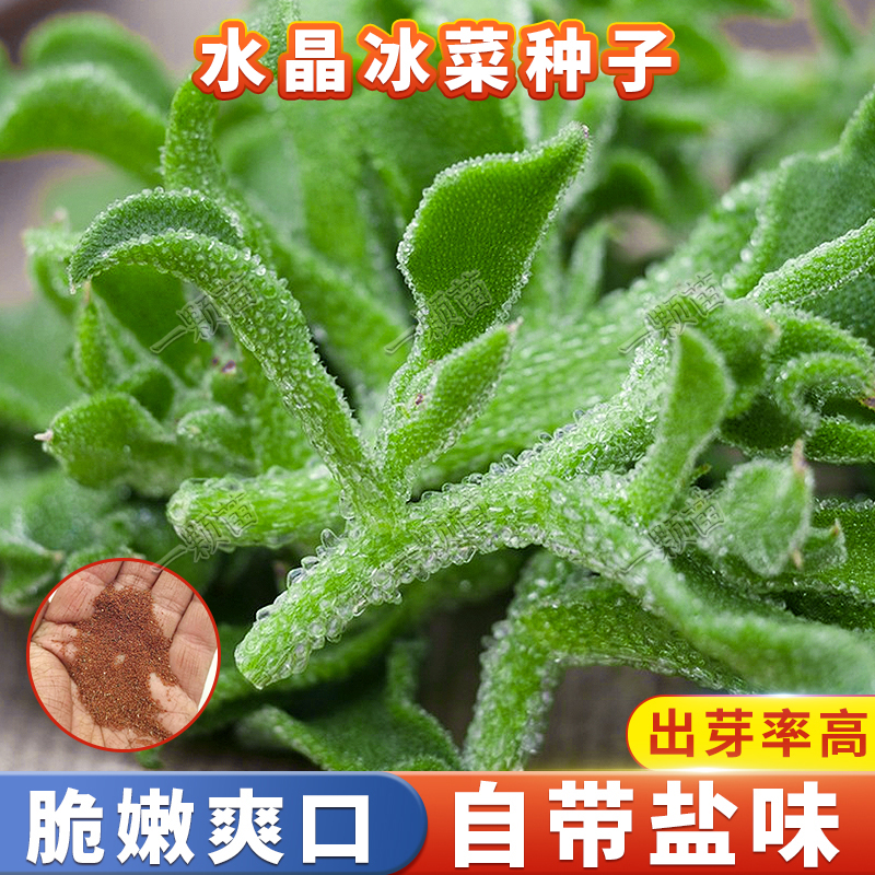 秋季水晶冰菜种籽孑冰菜籽种子苗冰草菜籽种苗四季阳台盆栽蔬菜子 鲜花速递/花卉仿真/绿植园艺 种苗/半成品盆栽 原图主图