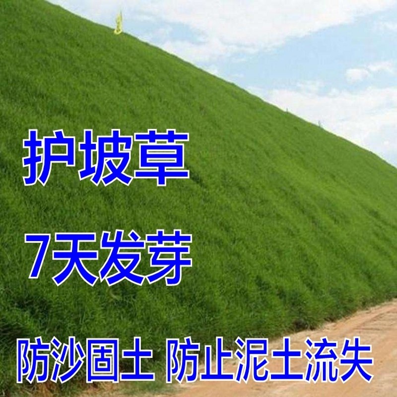 护坡草坪种子马尼拉高羊茅绿化护坡草籽进口四季青狗牙根草坪种子