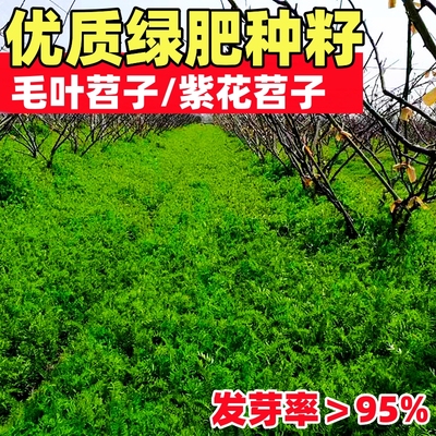 绿肥种籽毛叶苕子长柔野豌