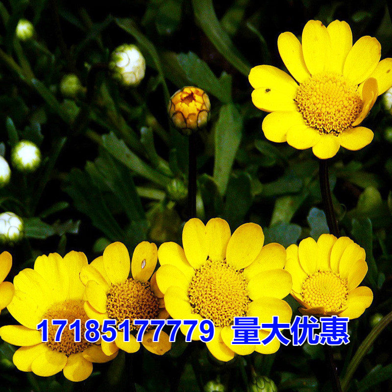 黄晶菊种子春俏菊秋播花卉耐寒鲜花种子园林园艺景观花海草花籽