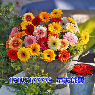 易种活阳台室内外庭院观开花盆栽花卉种籽子 非洲菊花种子四季