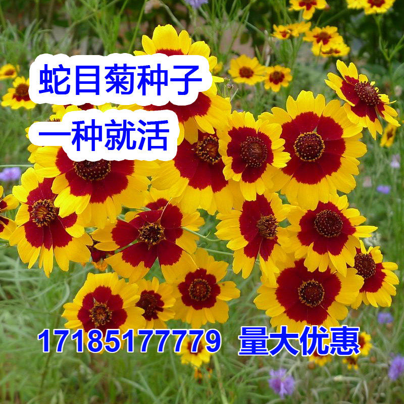 蛇目菊种子雪菊花种子景观绿化园林工程鲜花花卉包邮草花种子易种