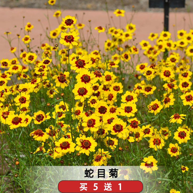 蛇目菊种子可泡茶两色金鸡菊昆仑金钱菊花海绿化阳台庭院盆栽花籽