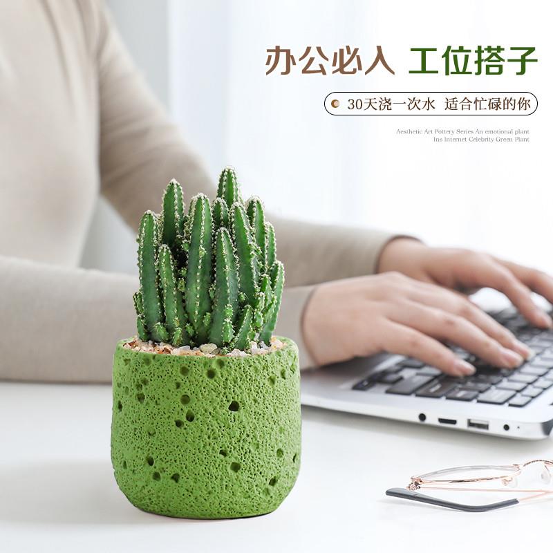 仙人球小盆栽仙人掌办公室内摆件多肉植物桌面绿植多肉好养除气味