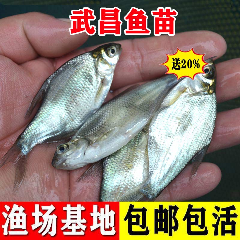 武昌鱼苗活体淡水小鱼苗养殖团头鲂饵料鱼扁鱼苗冷水观赏鱼鳊鱼苗