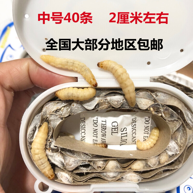 中号玉米虫葡萄蜜虫大蜡螟画眉绣眼靛颏活体鸟食钓饵爬行动物饲料