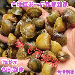 河蚬黄金蚬溪蚬黄沙蚬子扁螺河蚌小河蚌鳑鲏繁殖用清洁鱼缸水质