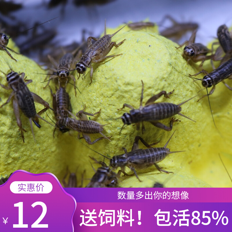 昆虫活体饲料白蟋蟀蛐蛐大中小号针头爬虫鸟龟守宫宠物食物包邮