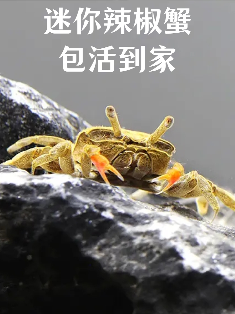 辣椒蟹宠物观赏蟹草缸两栖淡水除藻类吃残渣可深水养殖迷你小螃蟹
