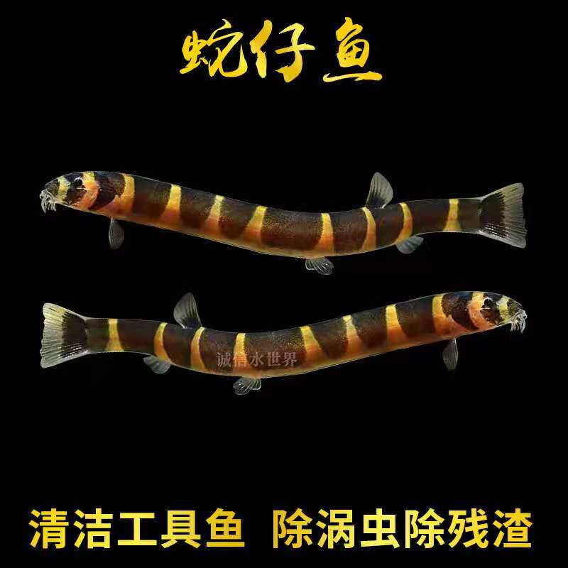 蛇仔鱼苦力泥鳅精灵鼠月光鼠热带鱼除蛋白虫涡虫虾缸搭档清洁鱼
