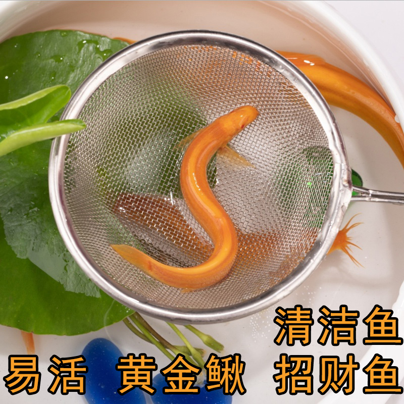 观赏鱼活体黄金泥鳅清道夫冷水鱼好养鱼鱼金龙鳅观赏泥鳅