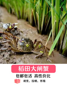小螃蟹宠物蟹苗河豚斑马狗头巴西龟龙鱼鳄龟活食补钙淡水迷你螃蟹