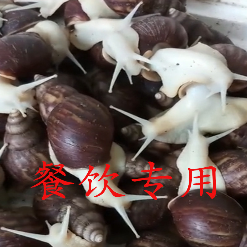 活体白玉蜗牛餐饮食用蜗牛试菜基螺