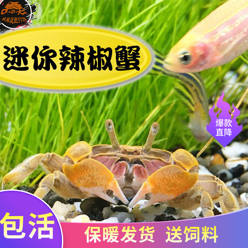 辣椒蟹迷你辣椒蟹活体观赏蟹淡水螃蟹深水螃蟹水陆宠物宠物蟹除藻