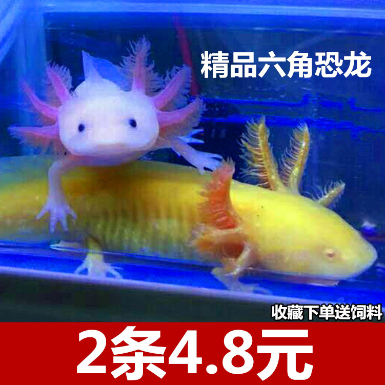 六角恐龙鱼淡水冷水鱼金鱼饲料原生鱼观赏鱼活体宠物锦鲤热带鱼