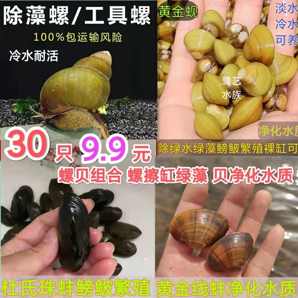 观赏螺活体淡水清洁工具螺大号型鱼缸除藻冷水螺黄金蚬黄金小河蚌
