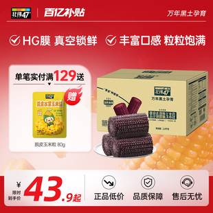 北纬47度黑糯玉米段1.4kg营养粗粮含花青素真空装东北新鲜糯玉米