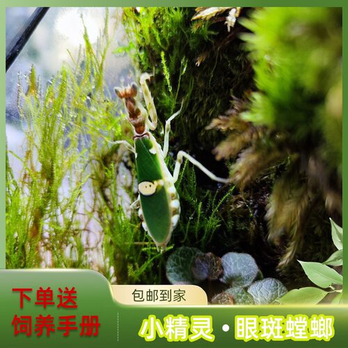 眼斑螳螂活动虫虫研究所
