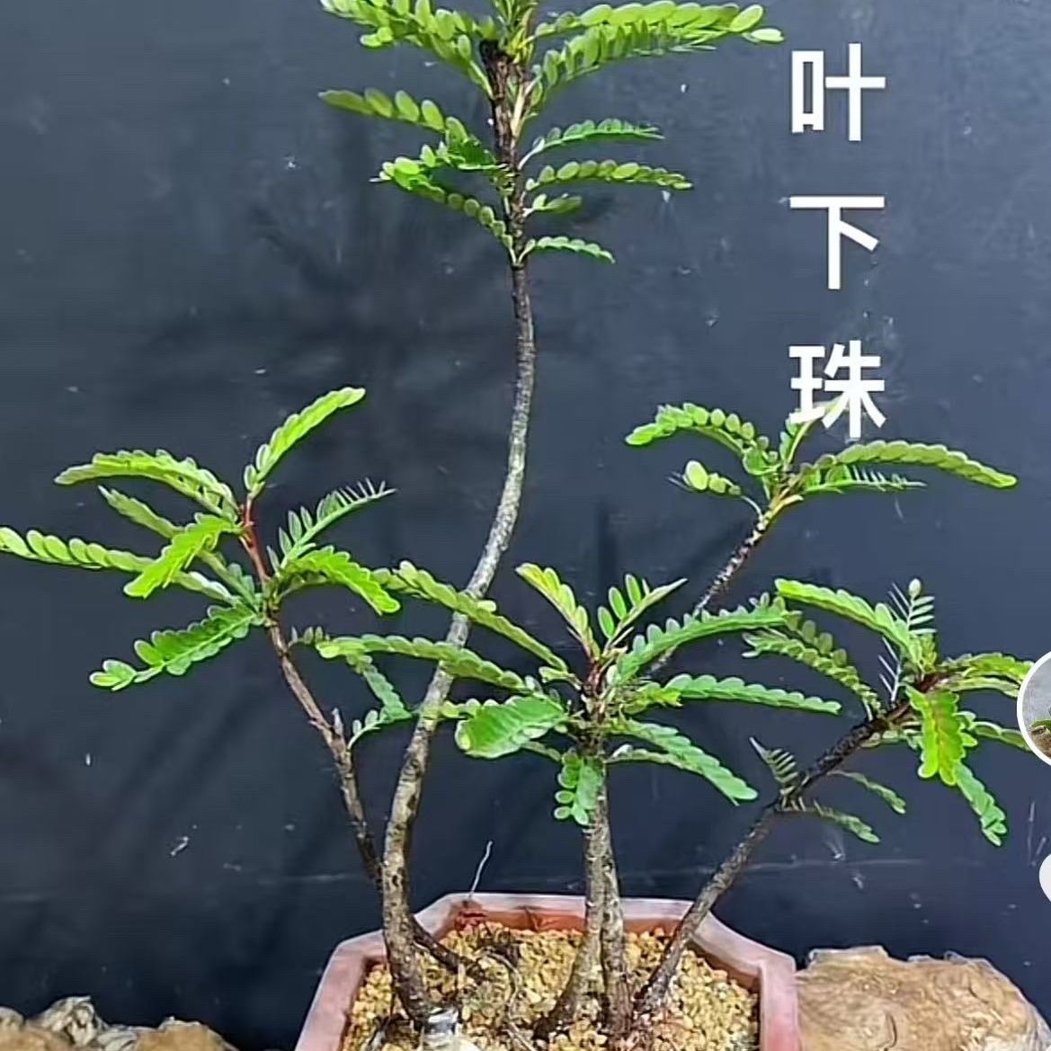 海岛叶下珠鱼缸造景绿植盆栽盆景水景缸水陆缸造景水培土培批发