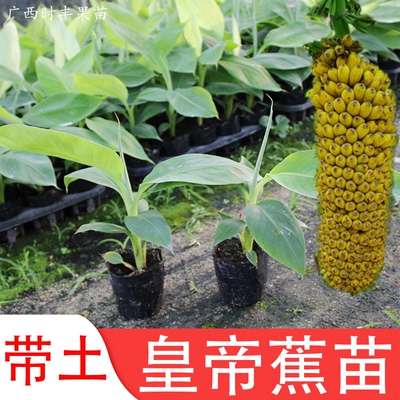 皇帝蕉树苗苹果粉蕉苗带土广西发货中蕉9号香蕉苗四季种香蕉王苗