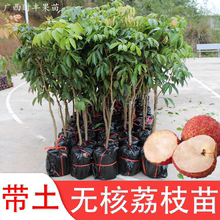 广西荔枝树苗妃子笑苗无核A4嫁接苗桂味糯米糍白糖罂仙进奉荔枝王